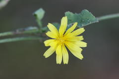 Launaea sarmentosa